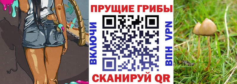 нарко площадка клад  дарнет шоп  Медвежьегорск  Галлюциногенные грибы GOLDEN TEACHER  кракен ONION 